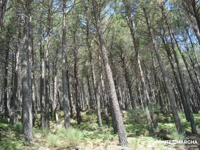 Pinares de Piedralaves; parques naturales madrid viajes en septiembre rutas la pedriza